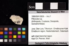 Foto (Objket + Etiketten) von Pithonoton sp. 